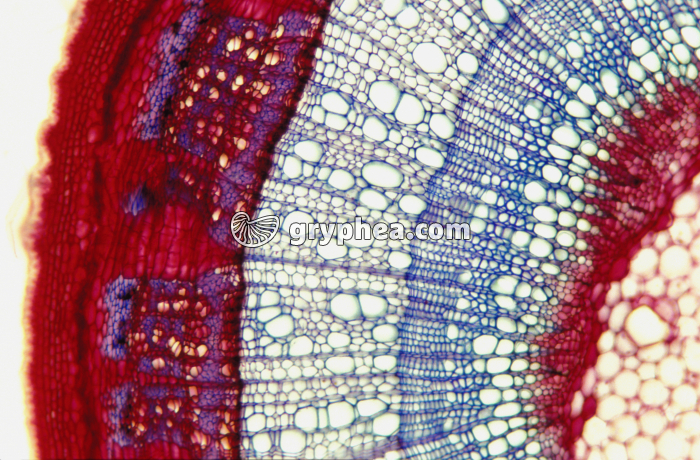 Tige de Tilleul CT x25 - gryphea.com